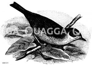 Gartengrasmücke [Digital]