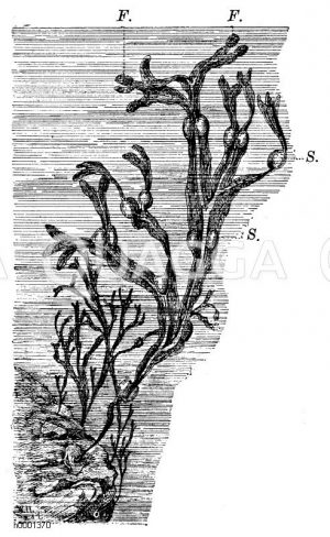 Blasentang, S.: Schwimmblasen, F. Ansatzpunkte der Fortpflanzungswerkzeuge [Digital]