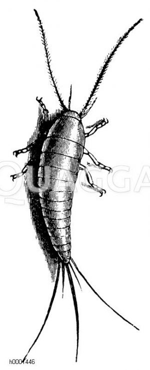 Silberfischchen, Zuckergast [Digital]