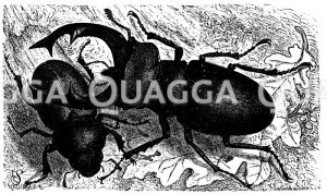 Hirschkäfer, Weibchen (links) und Männchen (rechts) [Digital]