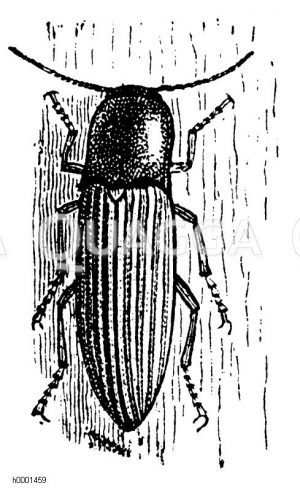 Saatschnellkäfer [Digital]