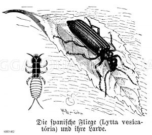 Spanische Fliege [Digital]