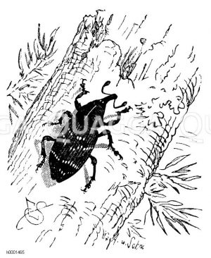 Kiefern-Rüsselkäfer [Digital]