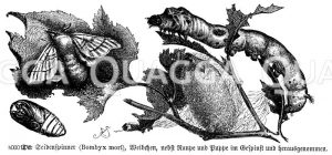 Seidenspinner [Digital]