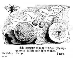 Gallapfelwespe [Digital]