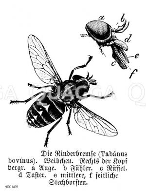 Rinderbremse [Digital]