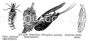 Große Köcherfliege [Digital]