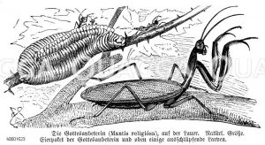 Gottesanbeterin [Digital]