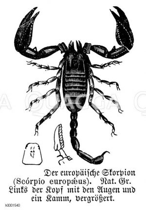 Europäischer Skorpion [Digital]