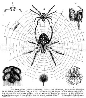 Netze und Nester von Spinnen