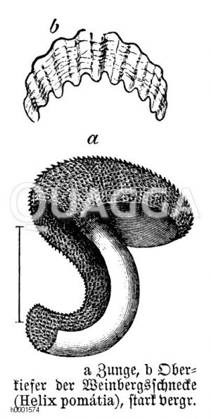 Weinbergschnecke: Lunge und Oberkiefer [Digital]