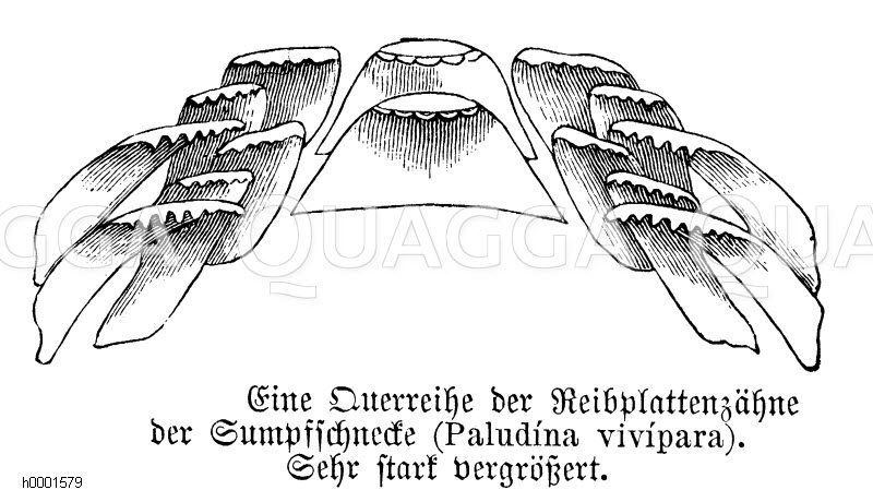 Sumpfschnecke: Zähne [Digital]