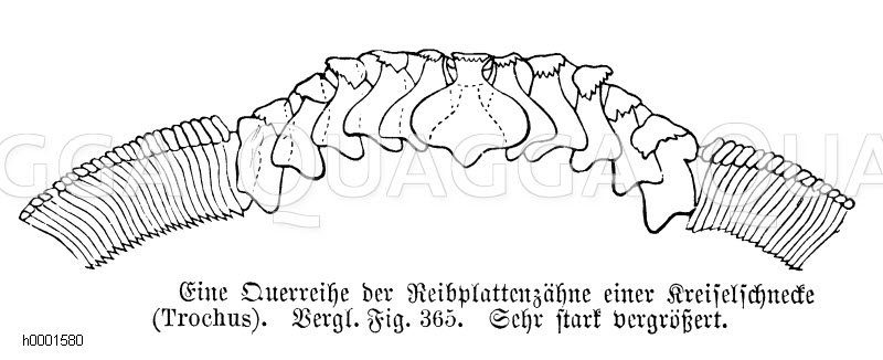 Kreiselschnecke: Zähne [Digital]