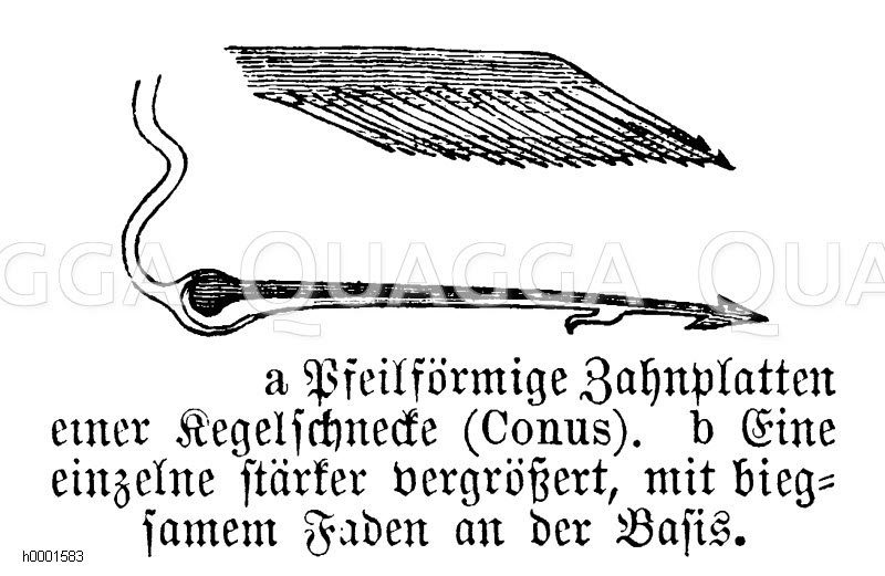 Kegelschnecke, Zahnplatten [Digital]