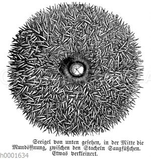 Seeigel [Digital]