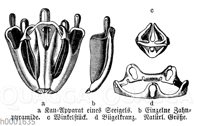 Seeigel Kauapparat seeigel-kauapparat