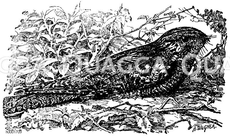 Ziegenmelker, Nachtschwalbe [Digital]
