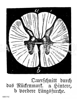 Querschnitt durch das menschliche Rückenmark [Digital]