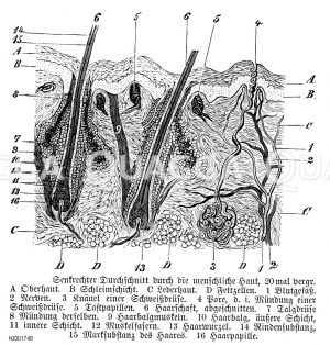 Senkrechter Querschnitt durch die menschliche Haut [Digital]