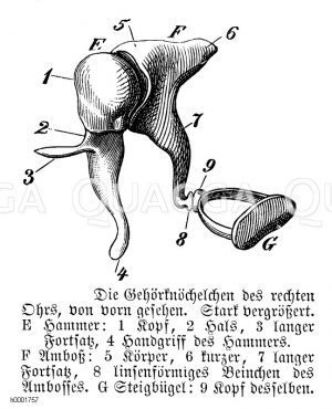 Mensch: Gehörknöchelchen des Ohrs [Digital]