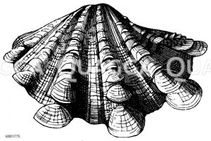 Schuppige Tridakne [Digital]