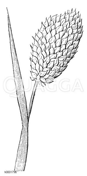 Kanariengras [Digital]