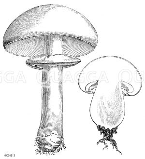 Champignon, rechts: jüngeres Exemplar, durchgeschnitten [Digital]