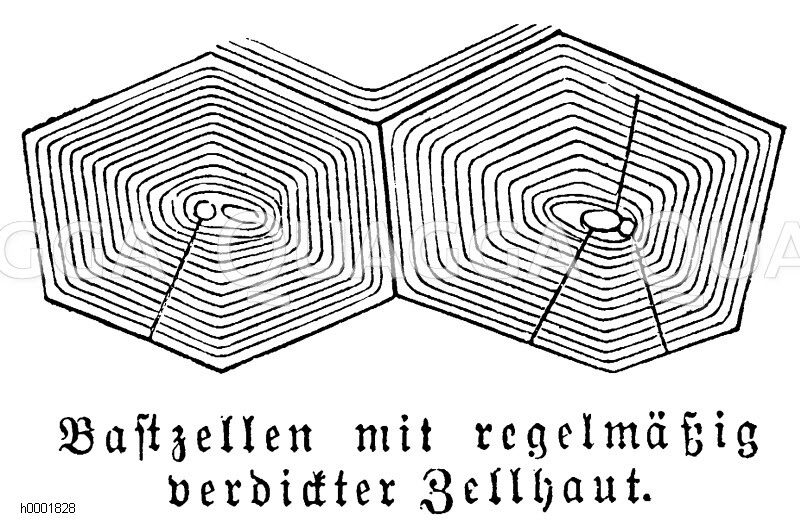 Bastzellen der Pflanze [Digital]