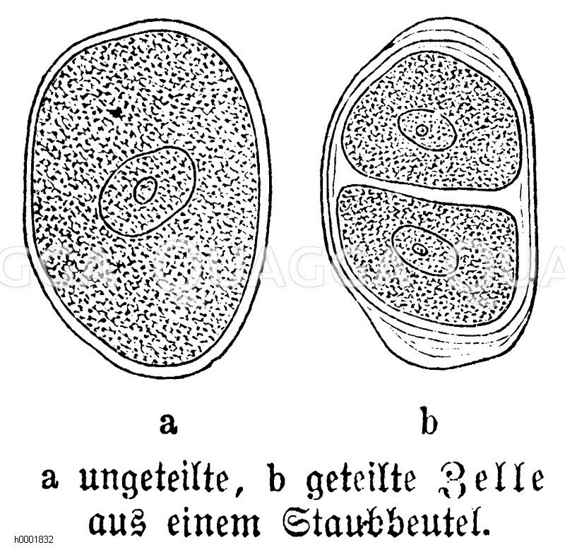 Ungeteilte und geteilte Pflanzenzelle [Digital]