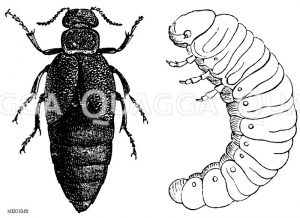 Bunter Ölkäfer mit zweiter Larvenform (rechts) [Digital]