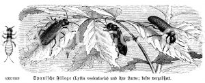 Spanische Fliege [Digital]