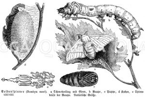 Seidenspinner [Digital]