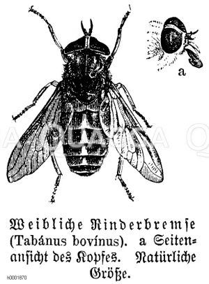 Rinderbremse [Digital]