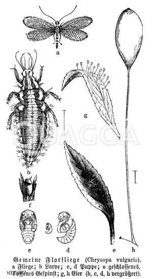 Florfliege [Digital]