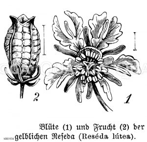 Gelbe Reseda [Digital]