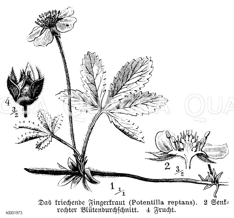 portugiesischer kirschlorbeer formschnitt Portugiesischer Kirschlorbeer Angustifolia Hhe 180-200 cm Ballenware