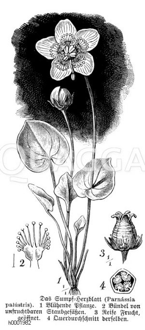 Sumpfherzblatt [Digital]