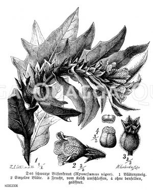 Schwarzes Bilsenkraut [Digital]