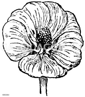 Eibisch, Blüte [Digital]