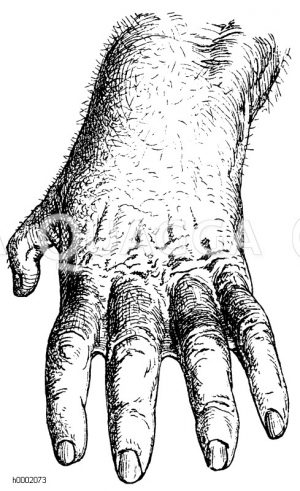 Gorilla: Hand [Digital]