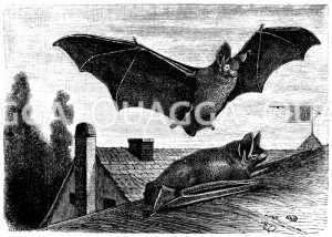 Fledermaus [Digital]