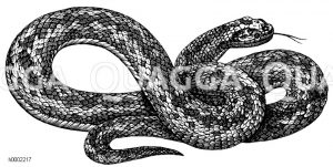 Viper [Digital]