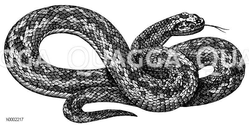 Viper [Digital]