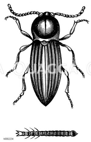 Saatschnellkäfer mit Larve (unten) [Digital]