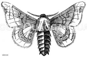 Seidenspinner [Digital]