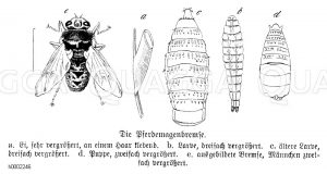 Pferdemagenbremse, a) Ei, an einem Haar klebend, b) Larve, c) ältere Larve, d) Puppe, e) ausgebildetes Bremsenmännchen [Digital]