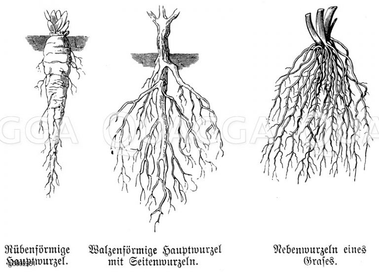 Wurzeln, Knollen, Zwiebeln Bildkategorie Quagga Illustrations