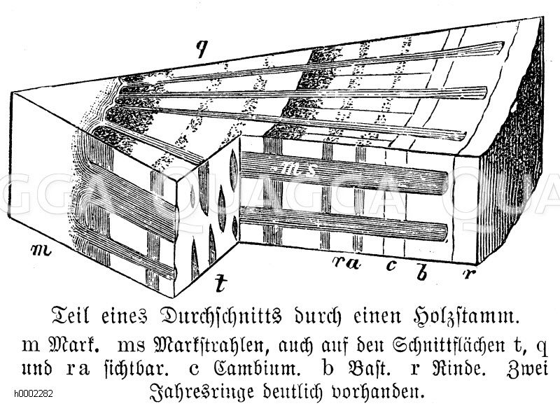 Durchschnitt durch das Teil eines Holzstamms: m) Mark, ms) Markstrahlen, auch auf den Schnittflaechen t, q und ra sichtbar, c) Cambium, b) Bast, r) Rinde. Zwei Jahresringe deutlich zu sehen [Digital]