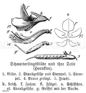 SchmetterlingsBlüte des Hornklees und ihre Teile, 1. Blüte, 2. Staubgefässe und Stempel, 3. Stempel, 4. zerlegte Krone, 5. Frucht, k. Kelch, f. Fahne, fl. Flügel, s. Schiffchen, st. Staubgefässe, g. Griffel mit Narbe [Digital]
