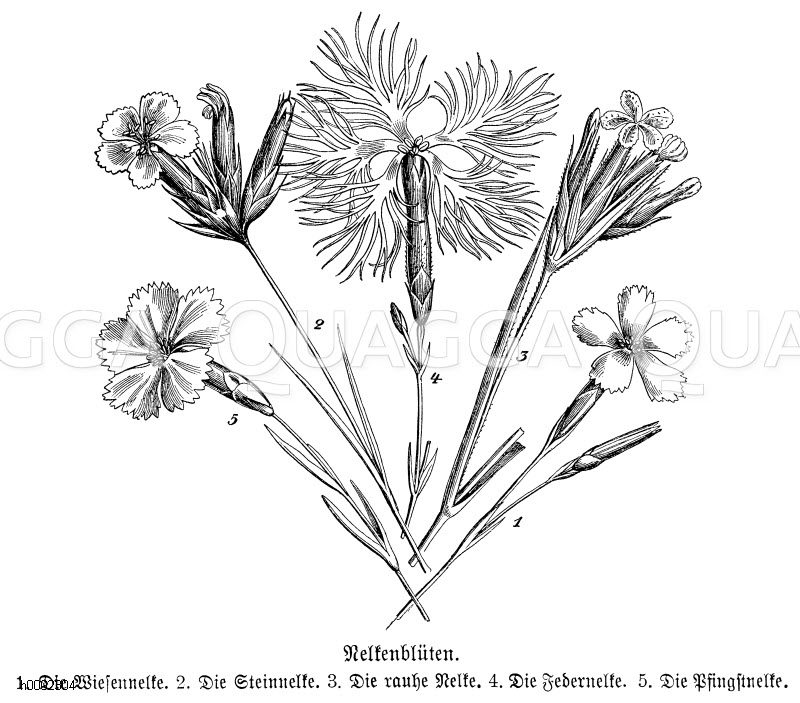 Nelkenblüten: 1 Wiesennelke, 2 Steinnelke, 3 Rauhe Nelke, 4 Federnelke, 5 Pfingstnelke [Digital]